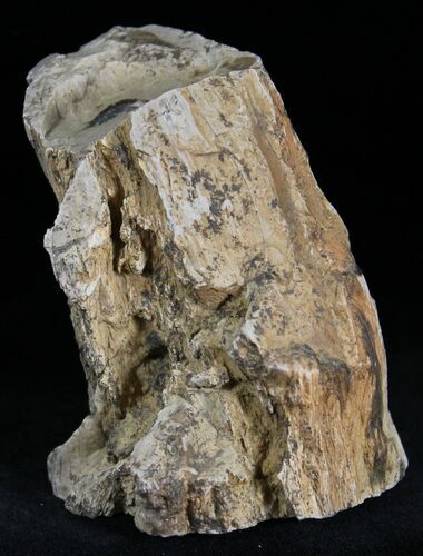 Unpolished Petrified Wood Limb - Blue Forest #28969